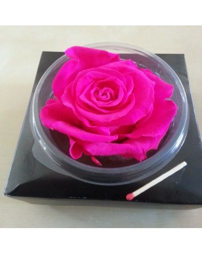 Rose fuschia éternelle