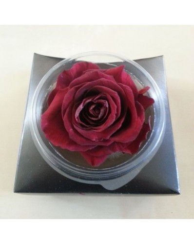 Rose éternelle fuschia