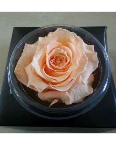 Rose éternelle saumon