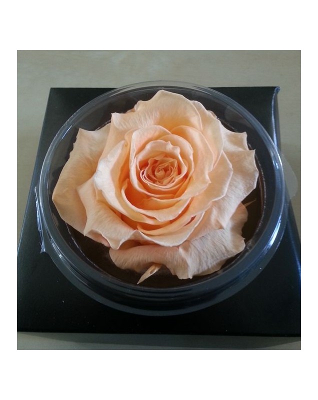 Rose éternelle saumon