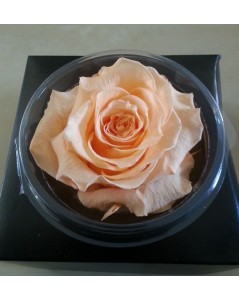 Rose éternelle saumon