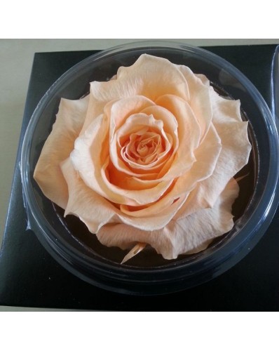 Rose éternelle saumon