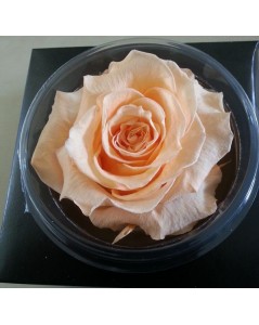 Rose éternelle saumon