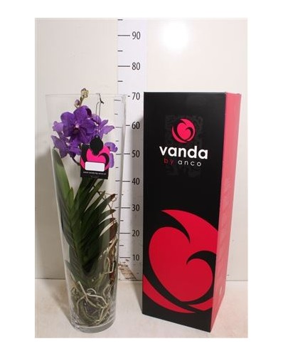 Orchidée bleue vanda en vase