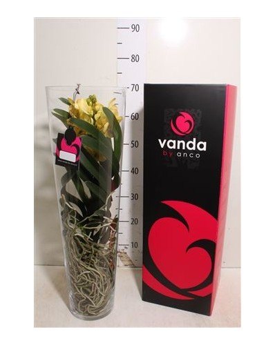 Orchidée jaune vanda en vase
