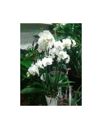 Orchidée phalaénopsis blanc