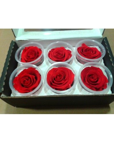 roses éternelles coffret de 6