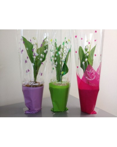 Muguet en pot  ( carton de 15)
