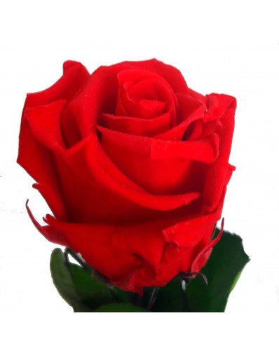 belle rose rouge préservée