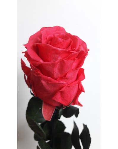 Rose éternelle rose  foncée