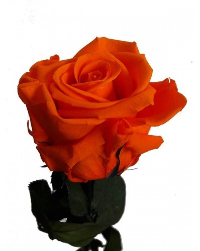 Rose orange éternelle