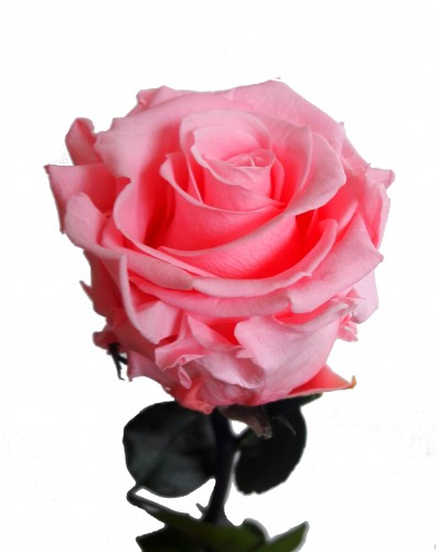 rose éternelle couleur rose