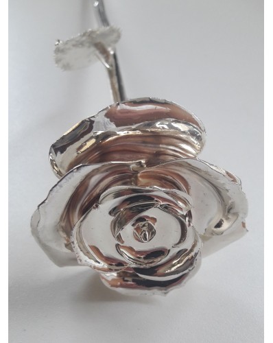 Rose argent 