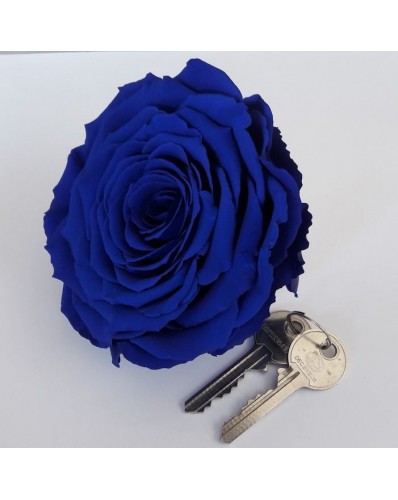 Rose éternelle bleue XXL