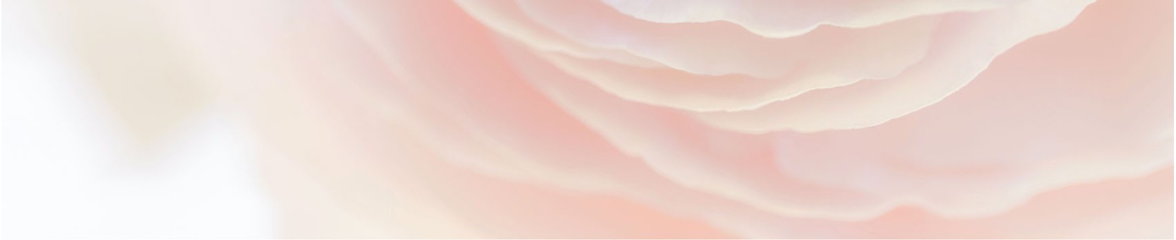 rose individuelle au meilleur prix