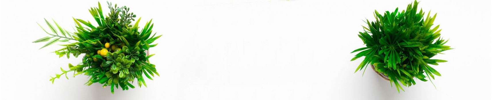 Vente en ligne de plante verte décoratives