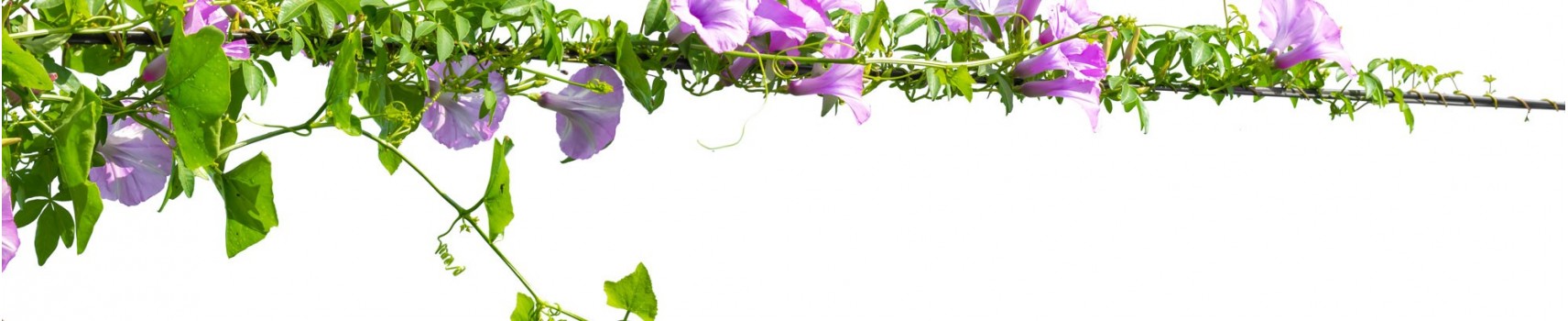 Vente en ligne de plantes fleuries